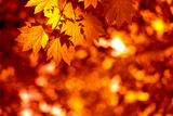 Colorful+autumnal+background+with+maple+leaves