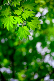 Spring+forest+and+green+maple+leaves+for+nature+background+design