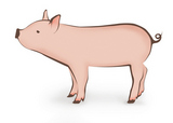 Pink+pig+illustration