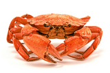 red+boiled+crab+isolated+on+white+background