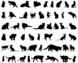Set+of+different+vector+cats+silhouettes+for+design+use
