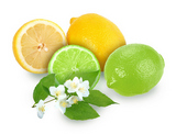 Heap+of+fresh+citrus+fruits+with+branch+of+jasmine.+Placed+on+white+background.+Close-up.+Studio+photography.