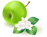One+fresh+green+apple+with+green+leaf+and+flowers+on+white+background.+EPS-10+vector+illustration.+Contains+gradient+mesh+and+transparency.