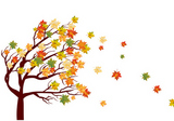 Autumn+maple