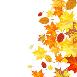 Autumn+maple+leaves