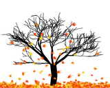 autumn+tree