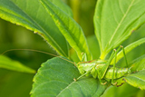Green+grasshoper+on+the+leaf