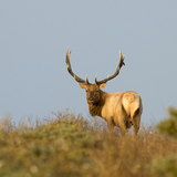 Tule Elk in Sunset Light