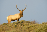 Tule Elk in Sunset Light