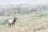Bull Elk in foggy meadow