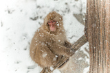 Τ뤵Japanese monkey to select a pose as in snow