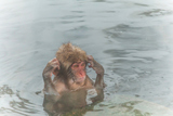 󤻤ΤChild of the Japanese monkey entering the hot spring