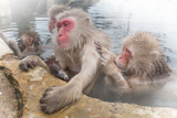 Ǥդ줢뤵snow monkey of the outdoor bath