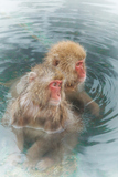 桢Τ뤵The Japanese monkey which enters the hot hot spring