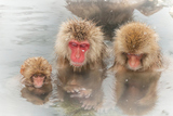 ǤäȤƤ뤪뤵The Japanese monkey which enters the hot hot spring