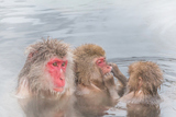 Τ餳롡The Japanese monkey which enters the hot hot spring