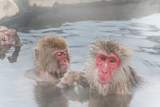 Τ뤵The Japanese monkey which enters the hot hot spring