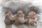 ä뤵The Japanese monkey which enters the hot hot spring