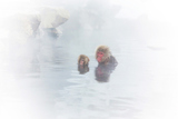 ƻҤǲ˥ۥ󥶥 Parent and child of the Japanese monkey enjoying a hot spring