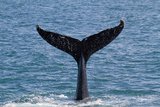 ۥ륦å󥰥ȥHumpback whale