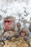ƻҤǲ˥ۥ󥶥 Parent and child of the Japanese monkey enjoying a hot spring