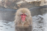 Ť˲ǤܱJapanese monkey of the snowy bath