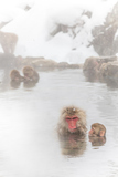 ƻҤǲ뤵Japanese monkey of the snowy bath