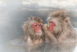 ϪŷϤΤΥåץ롡Couple of the monkey entering the hot spring