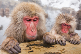 ߤʤǲ 뤵 monkeys entering the hot spring