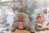 Τ뤵 Monkeys and snow-see viewing hot spring
