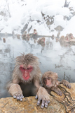 Τ뤵 Monkeys and snow-see viewing hot spring