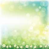 daisies background
