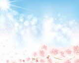 cherry blossom and blue sky background