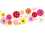 Flower background, gerbera and daisy