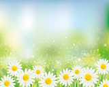 background of daisy