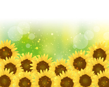 Background of  Sunflowers full bloom