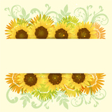 Background of  Sunflowers
