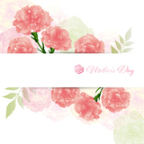 background illustration of carnations