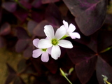 オキザリス・トリアングラリスの花